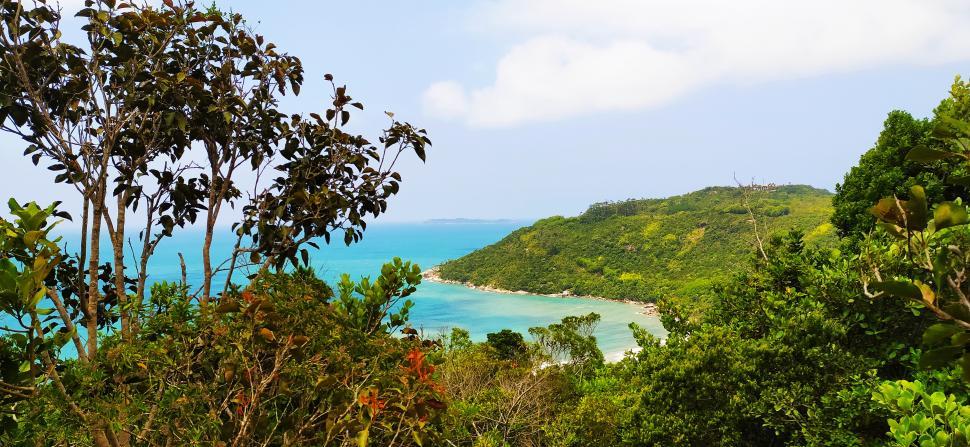 Free Image of Ocean view through trees 