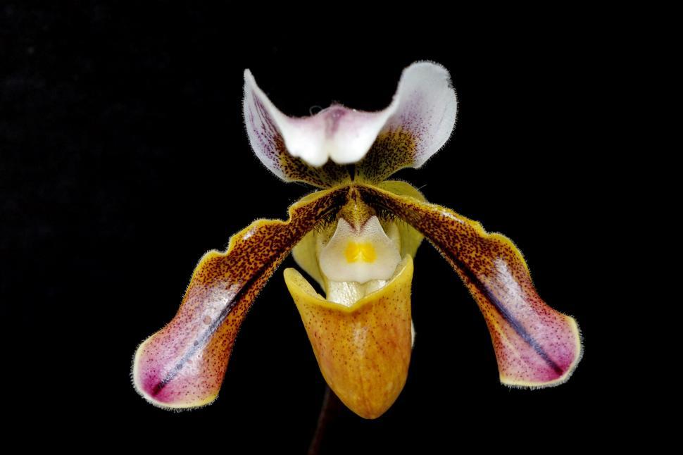 Free Image of Lady Slipper Orchid Bloom 
