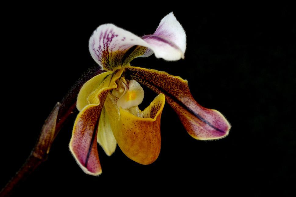 Free Image of Lady Slipper Orchid 
