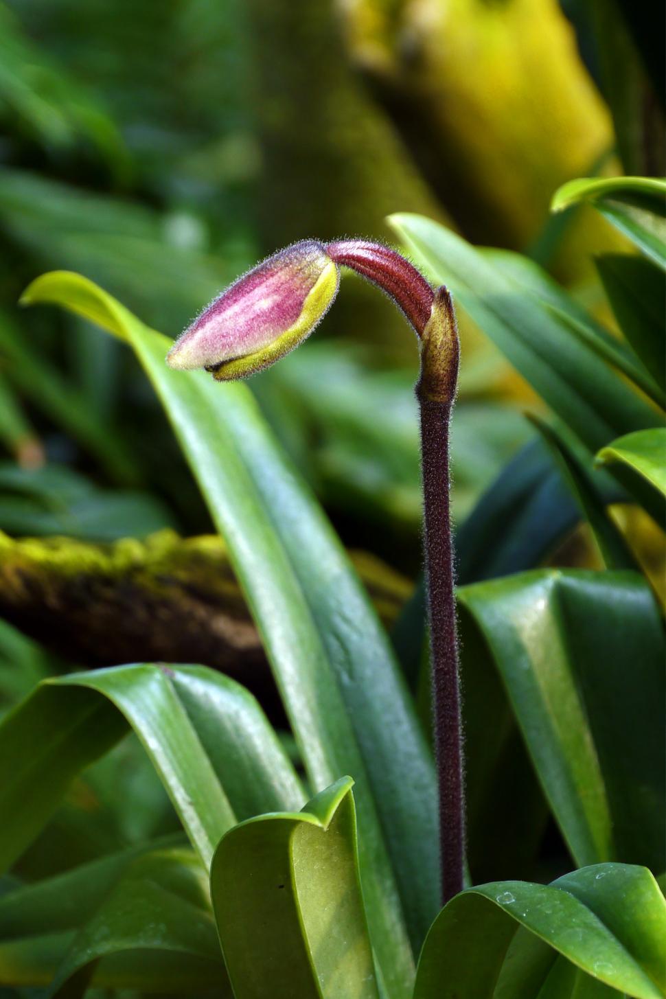Free Image of Lady Slipper Orchid Bloom Stork 