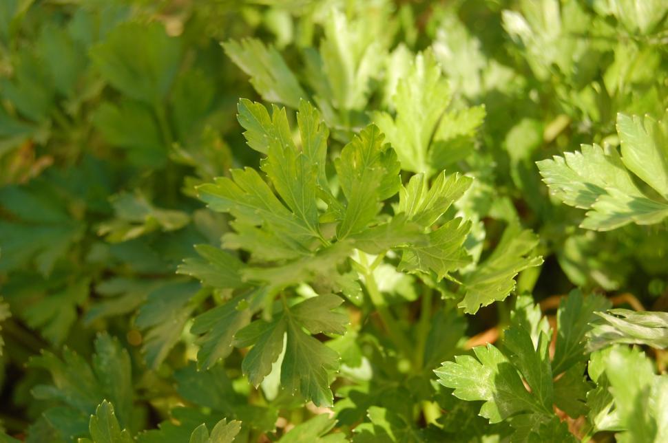 Free Image of Parsley 