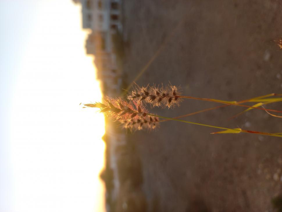 Free Image of Flower and Sun   