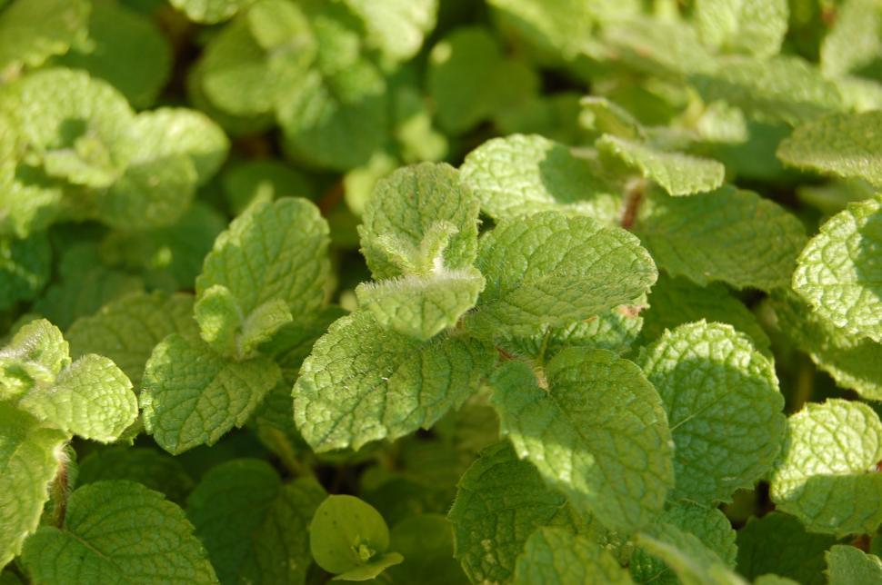 Free Image of Mint 