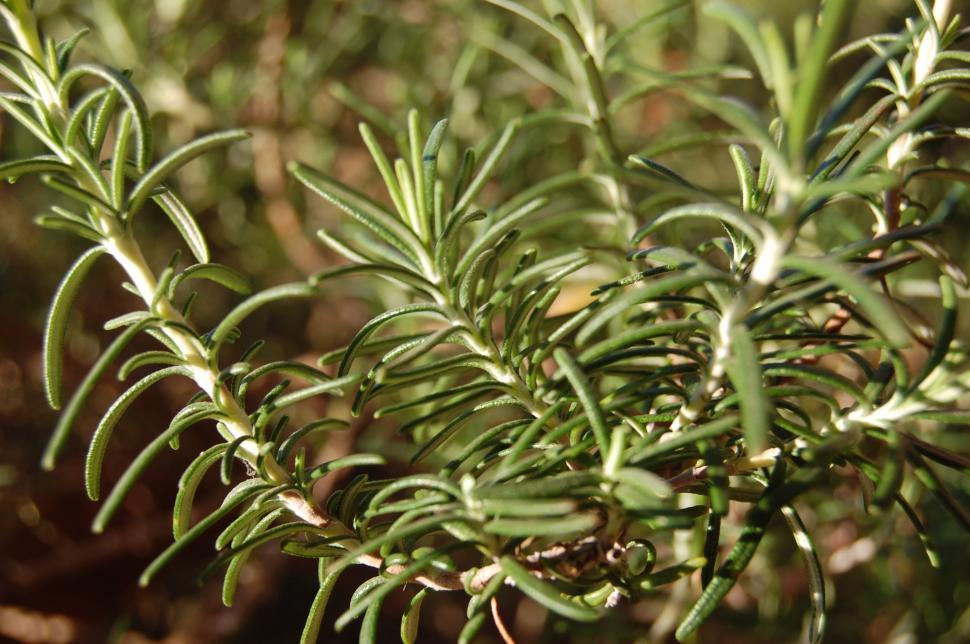 Free Image of Rosemary 
