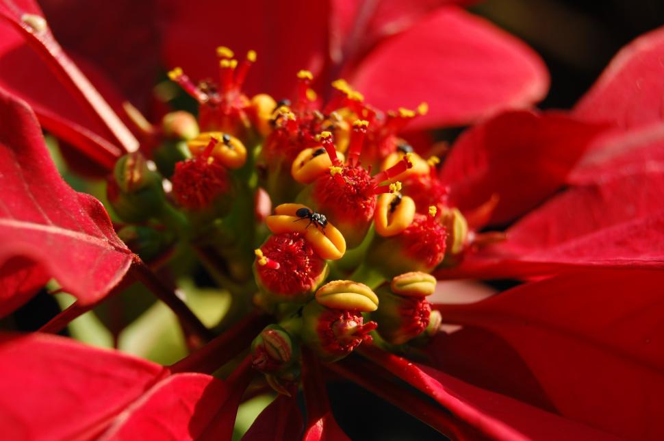 Free Image of Flower 