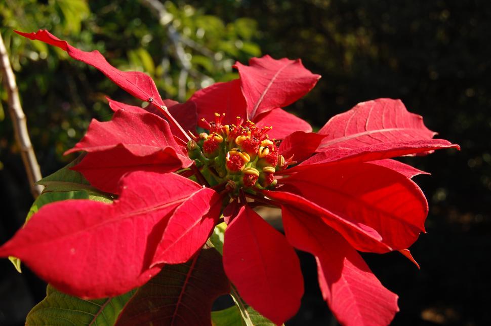 Free Image of Flower 