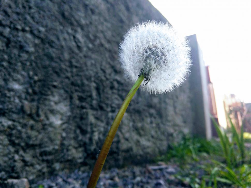Free Image of Belezas de quintal  