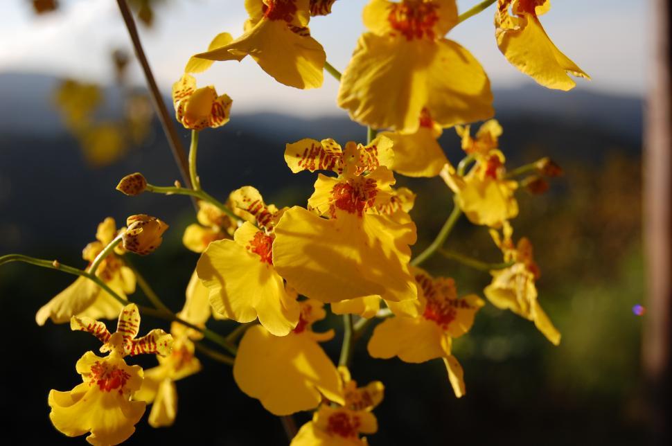 Free Image of Orchid 