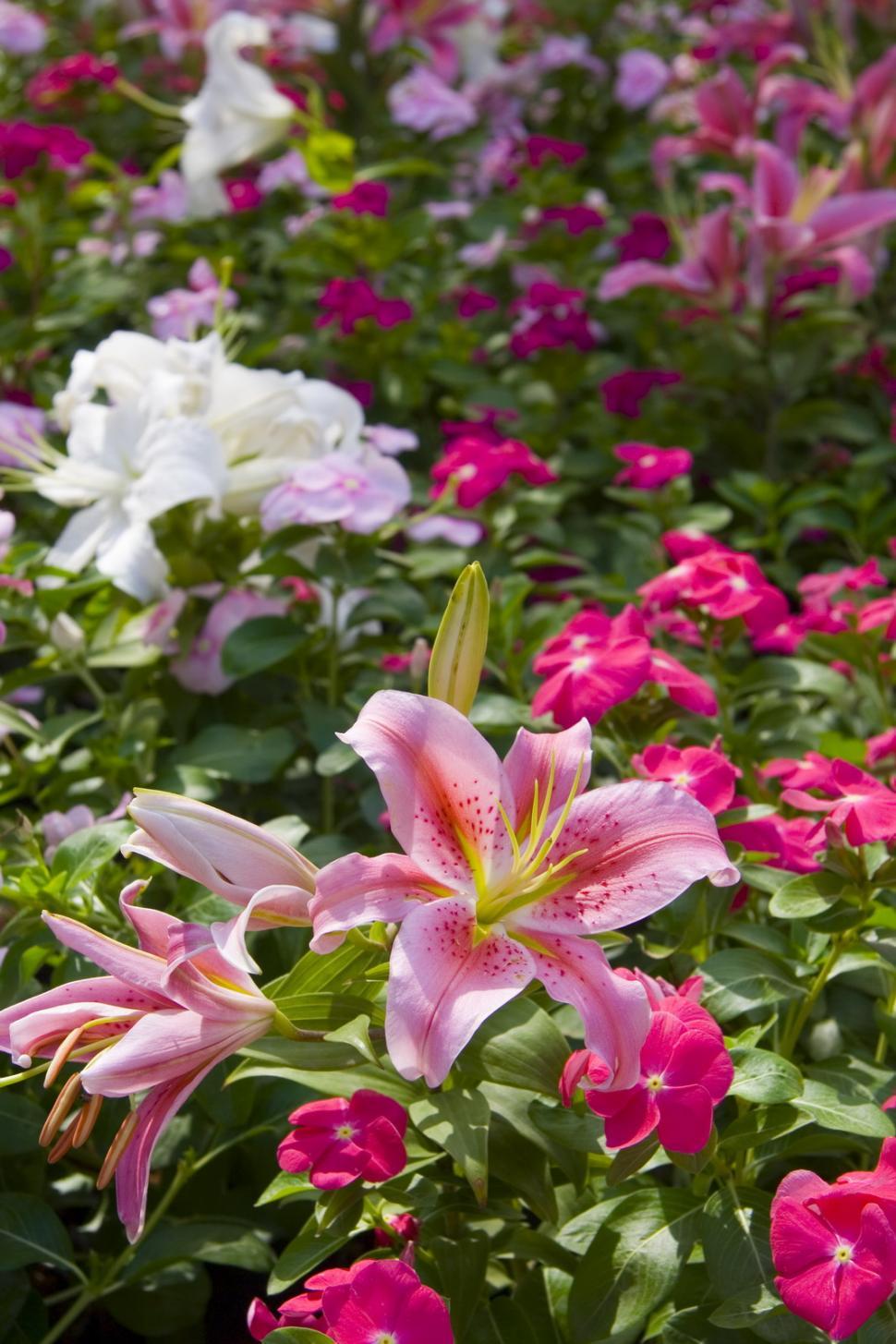 Free Image of Pink and White Flowers in a Field 