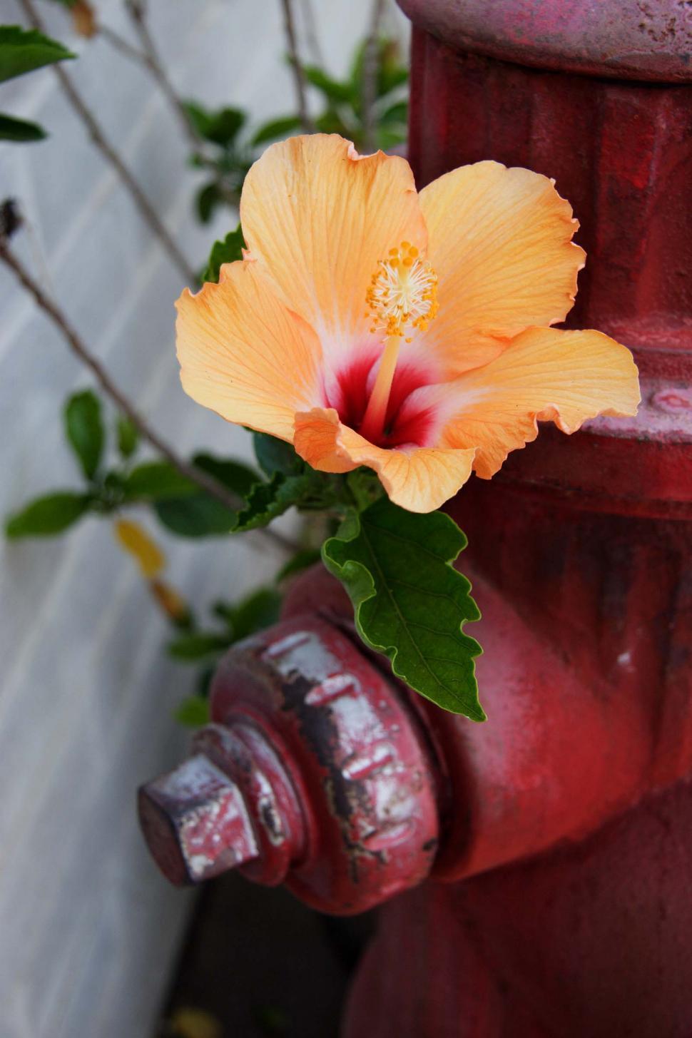 Free Image of Single Orange Flower 