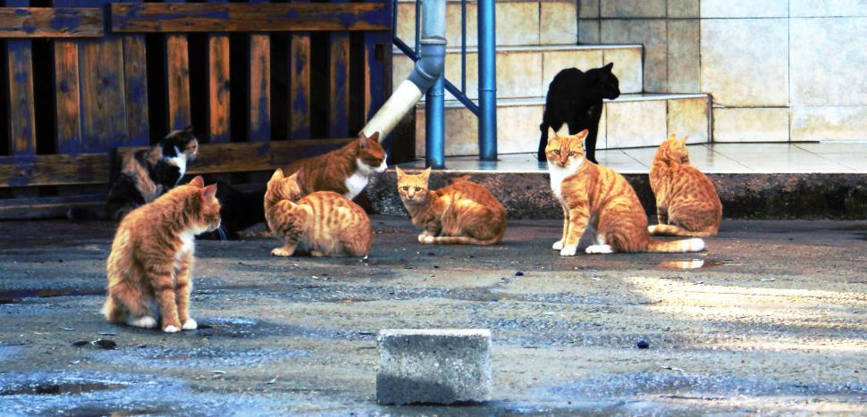 Free Image of Ginger Cats 