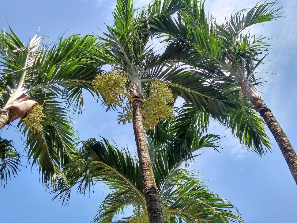 Free Image of Palm trees and blue sky  