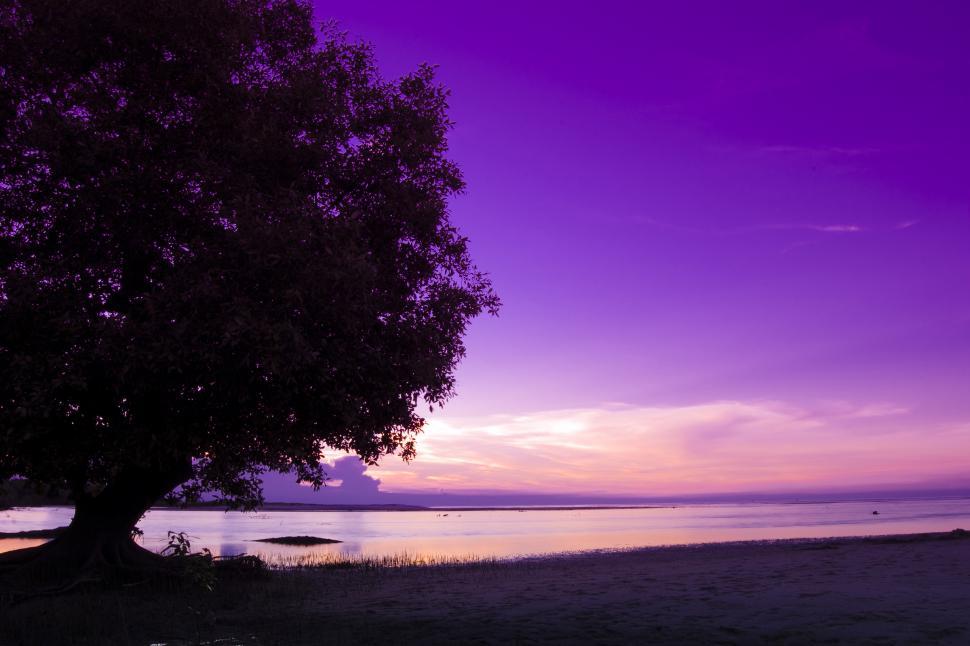 Free Image of Tree on Beach by Ocean 