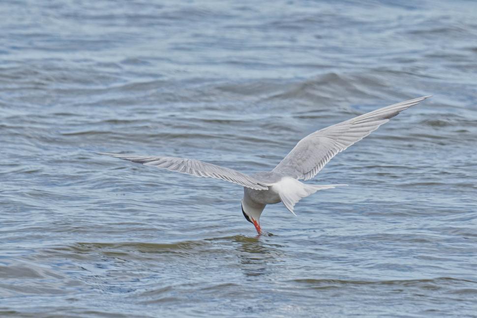 Free Image of Common tern over the ocean 