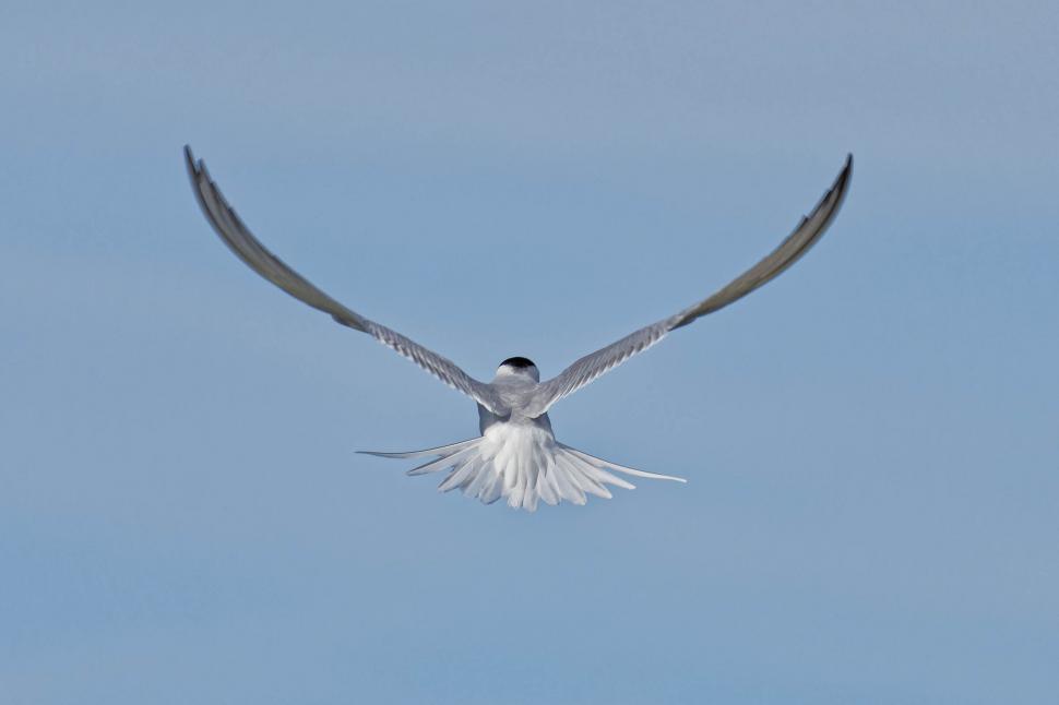 Free Image of Beautiful common tern 