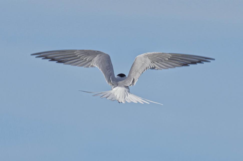 Free Image of Common tern in flight 