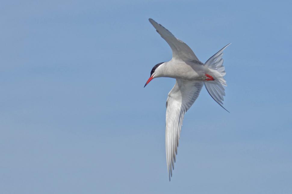 Free Image of Common tern flying 
