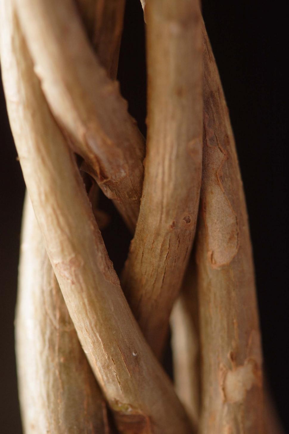 Free Image of Twisted tree trunk 