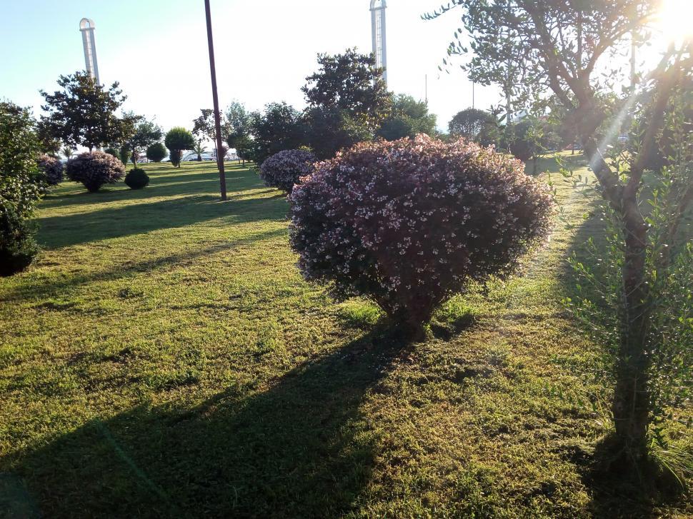 Free Image of A wakening blooming bush in the morning  