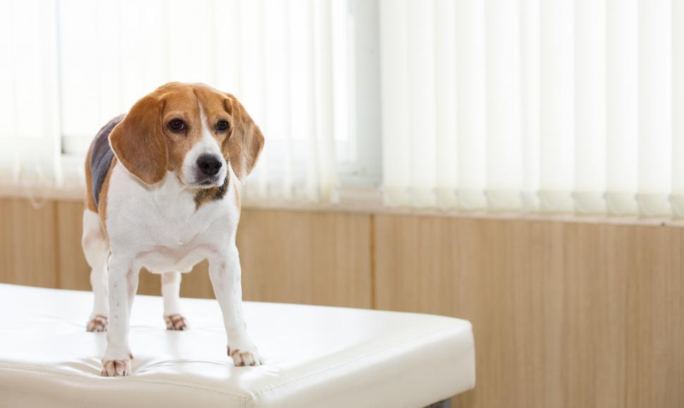 Free Image of Beagle dog in the animal hospital examination room. 