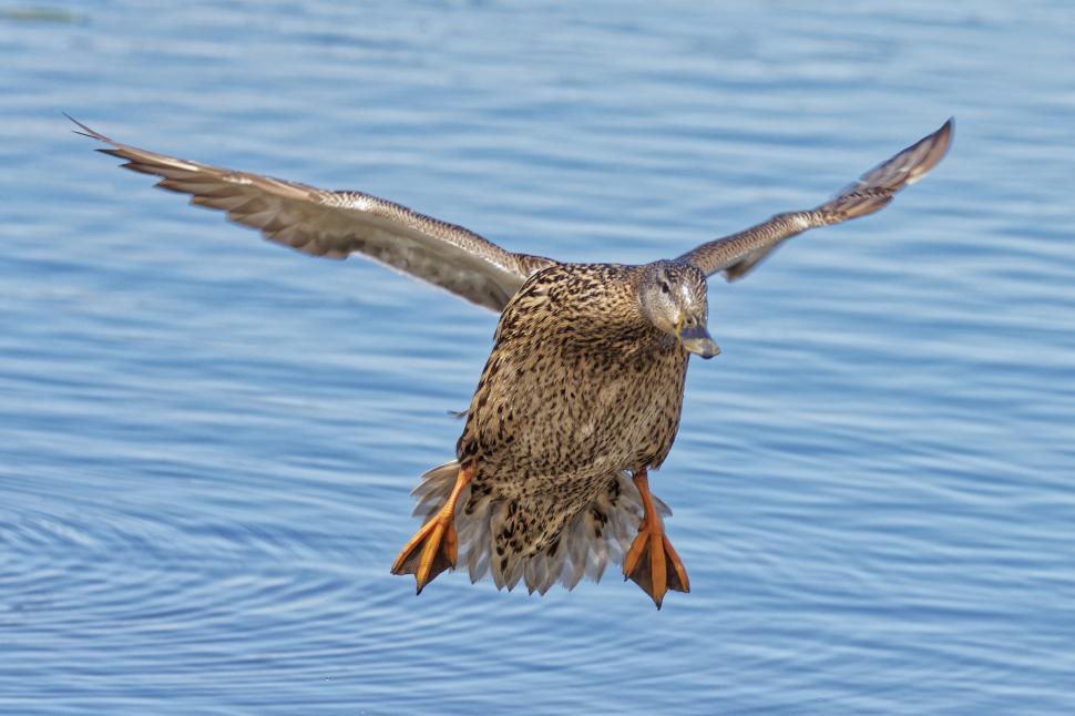 Free Image of Duck in flight 