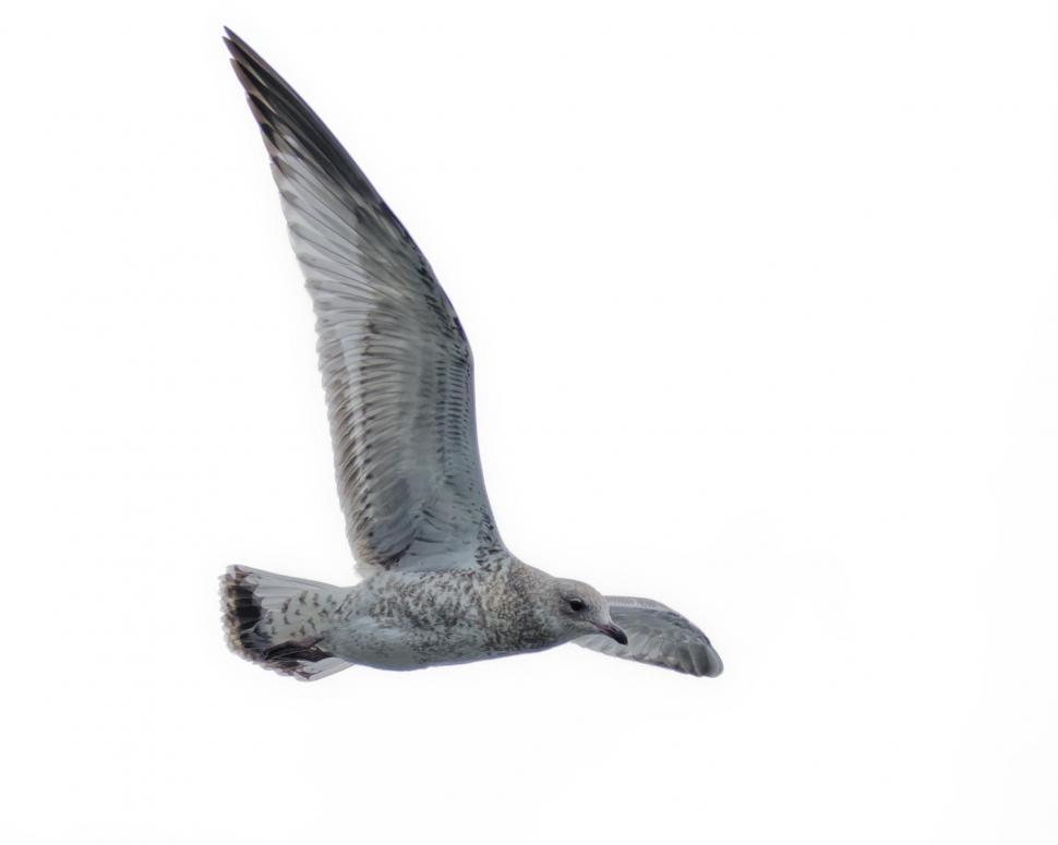 Free Image of Seagull 