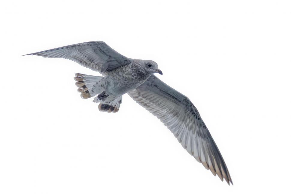 Free Image of Seagull in flight 