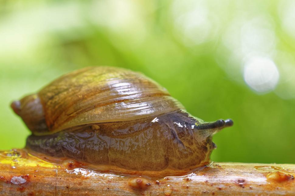 Free Image of Snail 