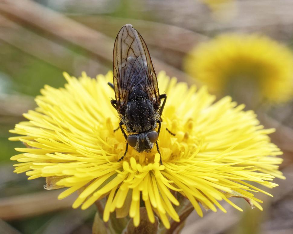 Free Image of Fly covered in pollen 