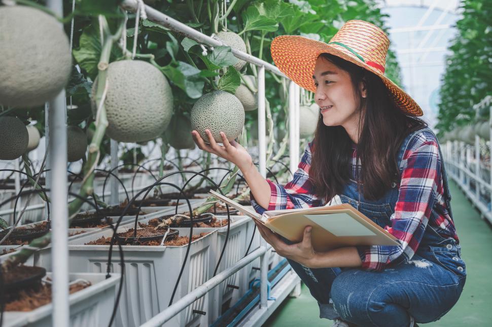 Free Image of Modern agriculture concepts, Farmer is checking the quality of melon 