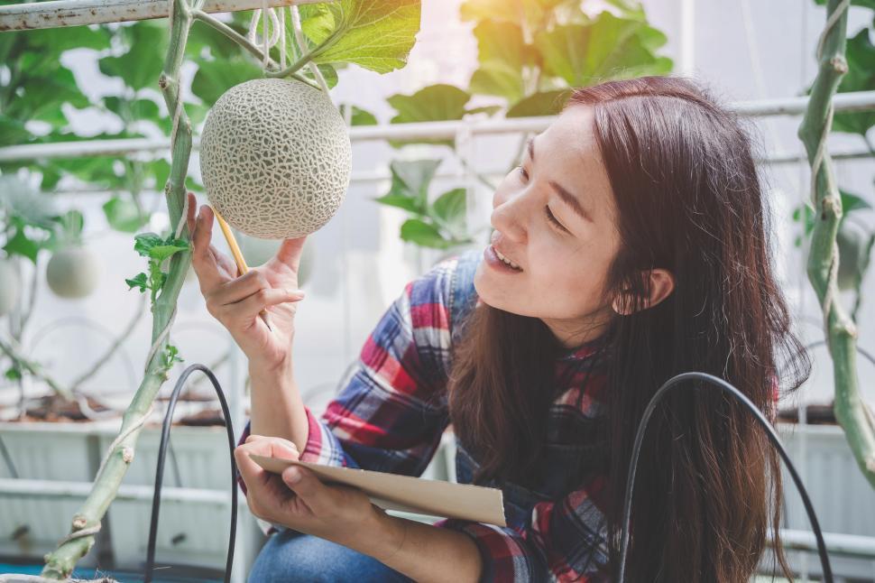 Free Image of Worker inspecting melon crop in greenhouse 