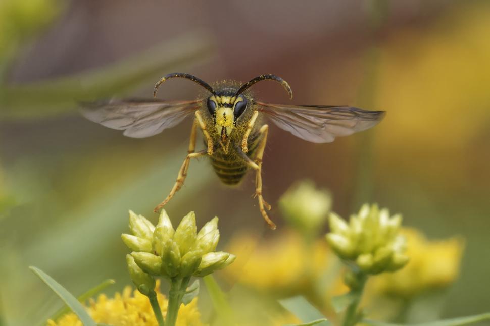 Free Image of Yellowjacket taking flight 