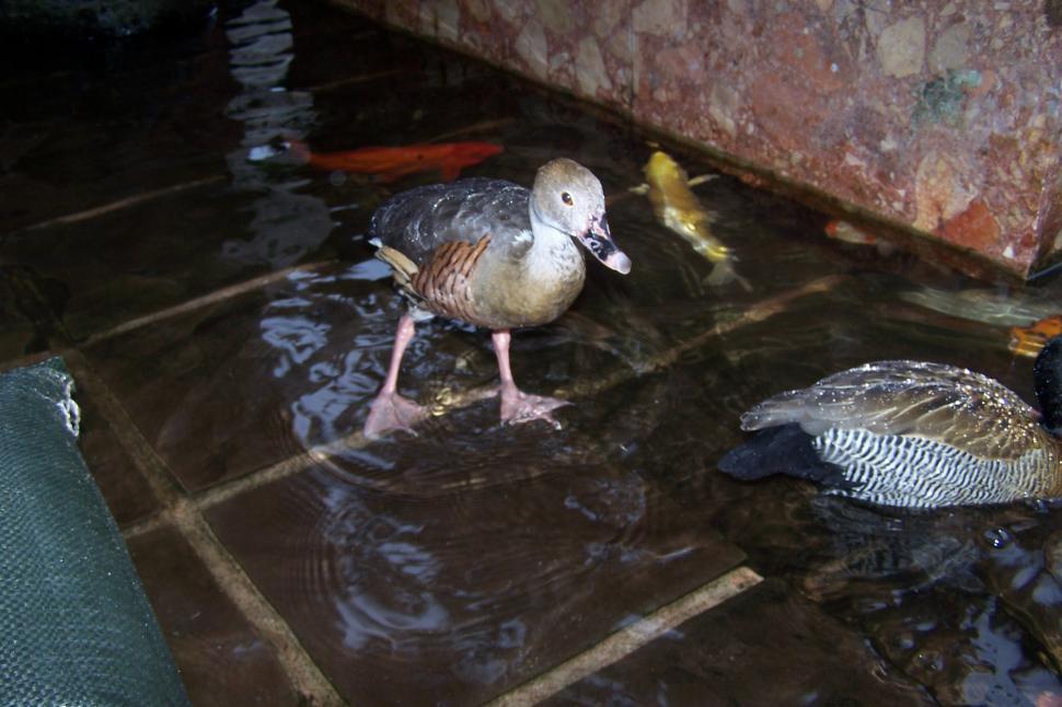 Free Image of Duckling 