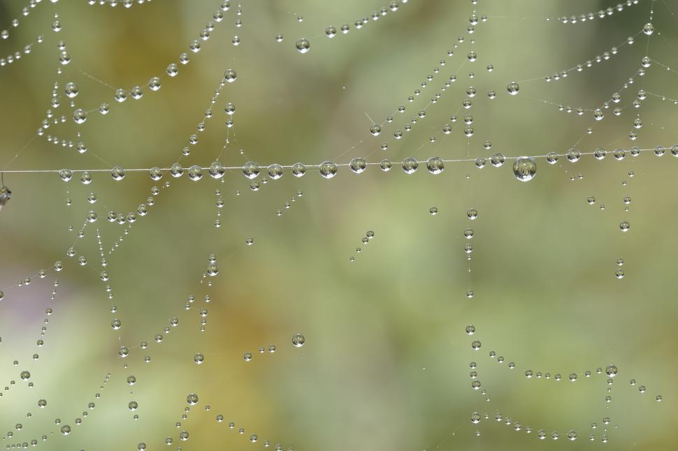 Free Image of Water droplets 
