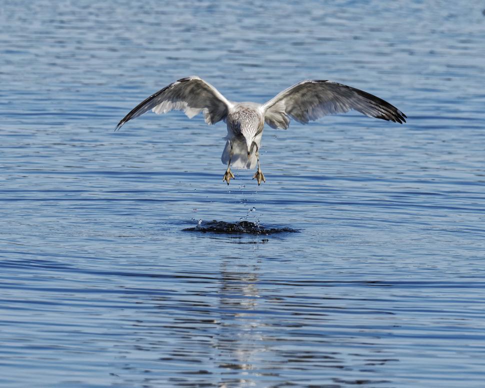 Free Image of Hunting for food 