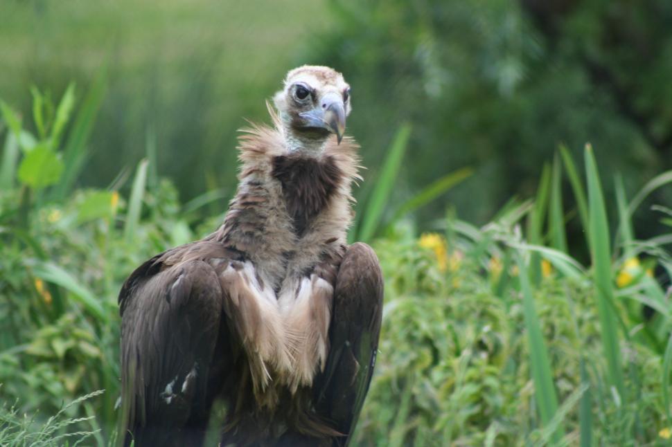 Free Image of Buzzard 