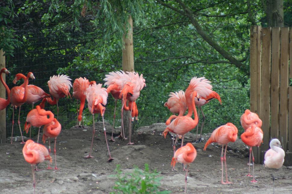 Free Image of FLAMINGO 