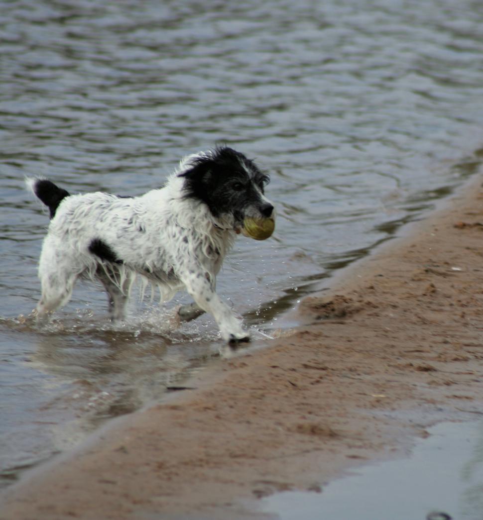Free Image of DOG 