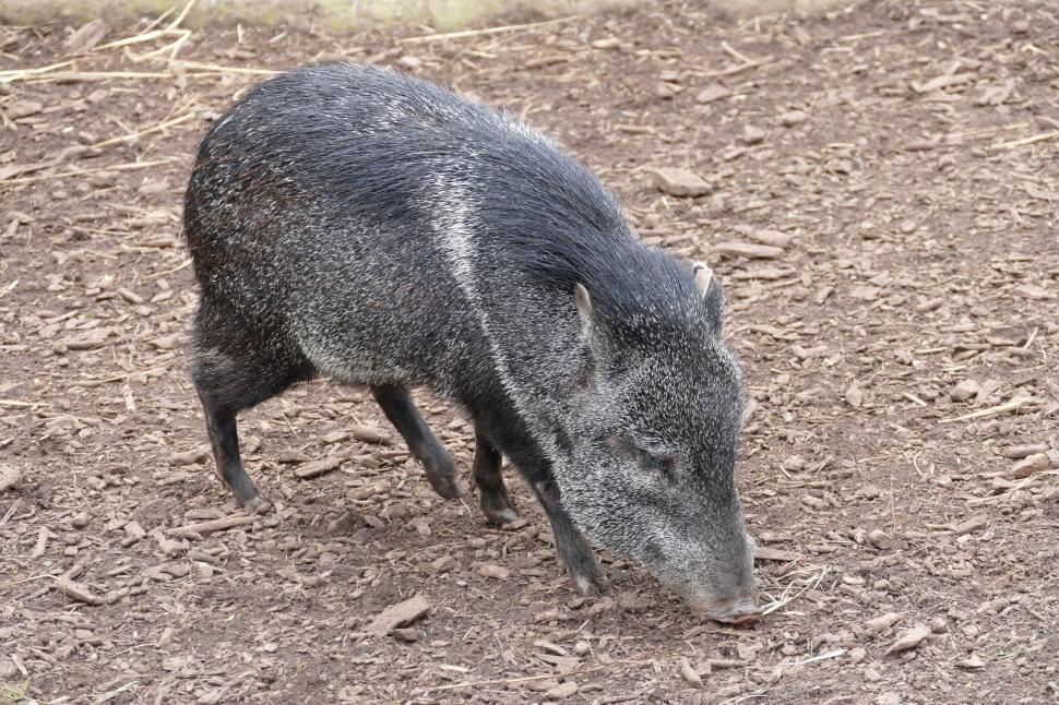 Free Image of Peccary  