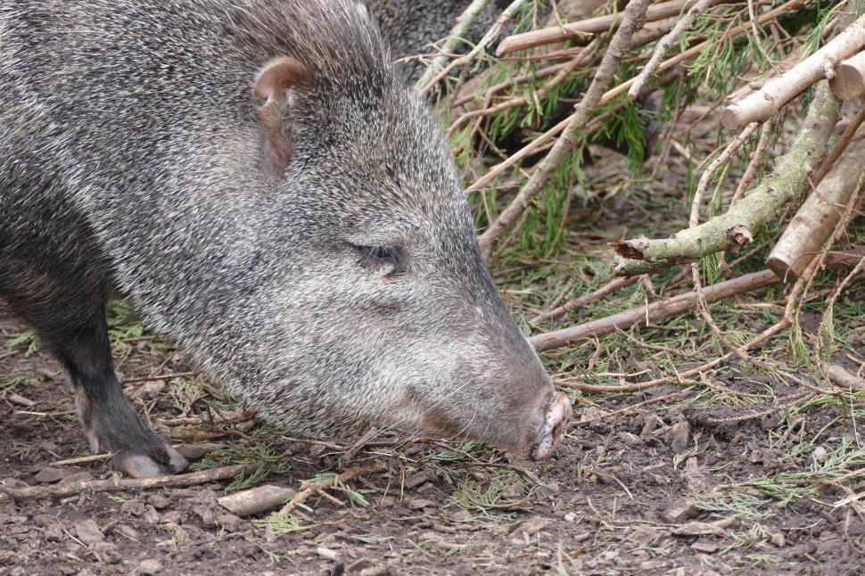 Free Image of Peccary  