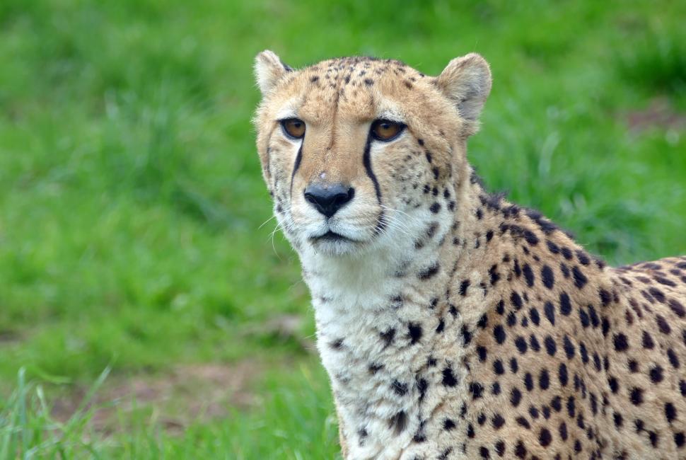 Free Image of Cheetah  