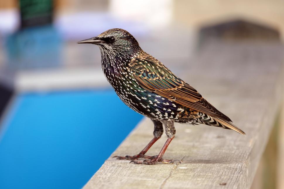 Free Image of Starling  