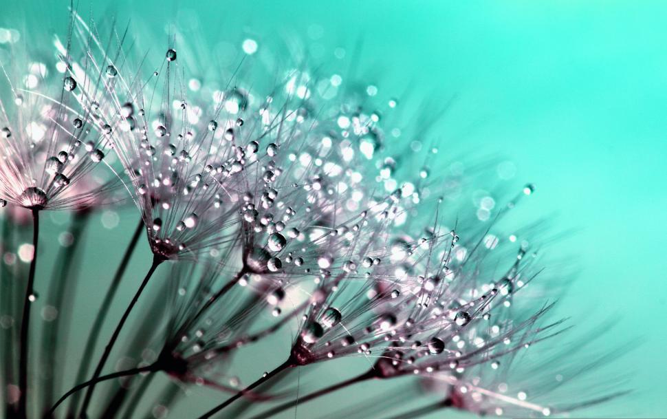 Free Image of Water Droplets   