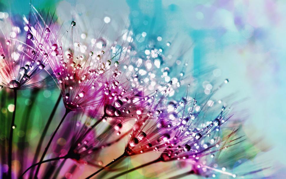 Free Image of Water Droplets On Dandelion 