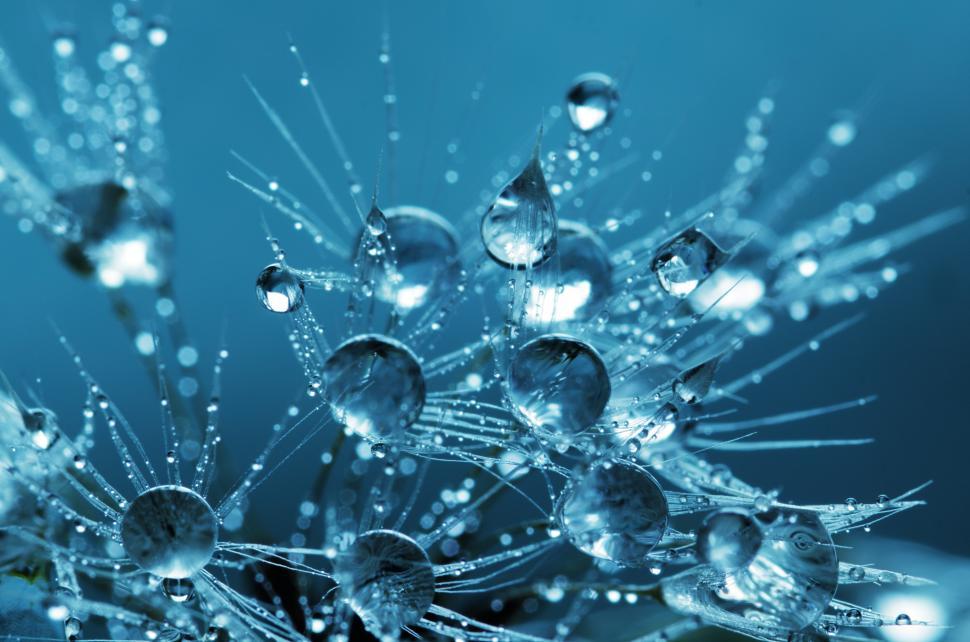 Free Image of Water Droplets on Seeds 