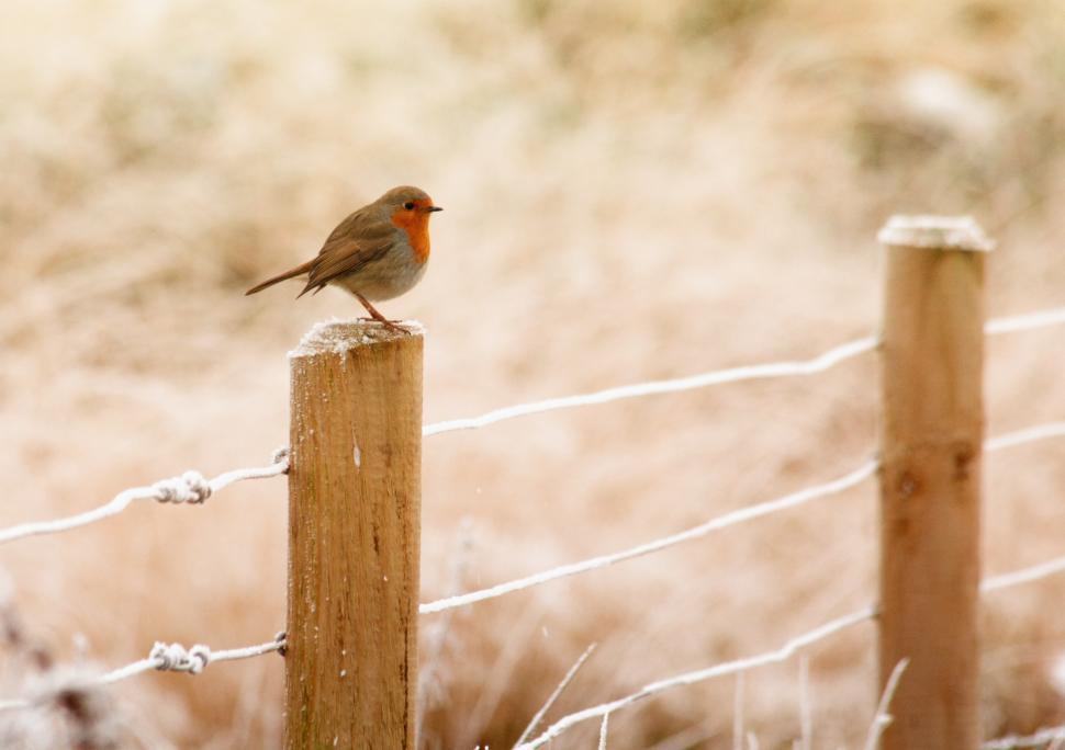 Free Image of Winter Robin  