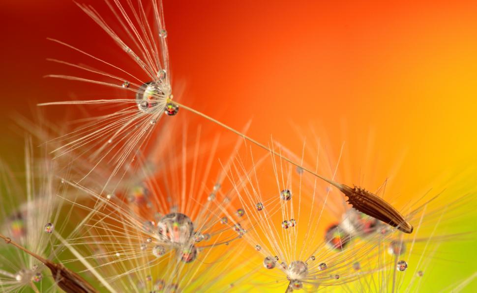 Free Image of Macro Water Droplets  