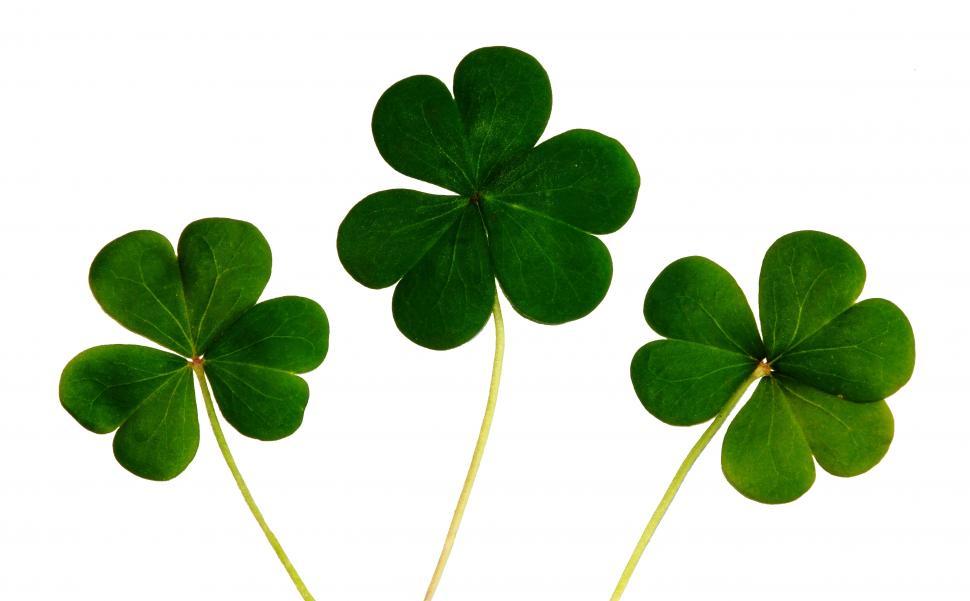 Free Image of Clover Shamrocks  
