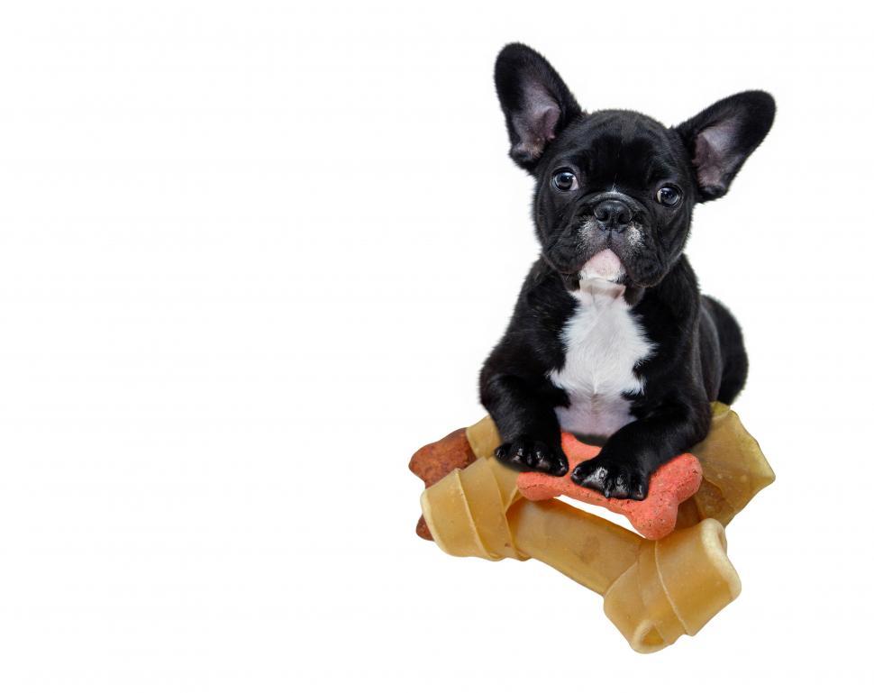 Free Image of Puppy Dog & Food  