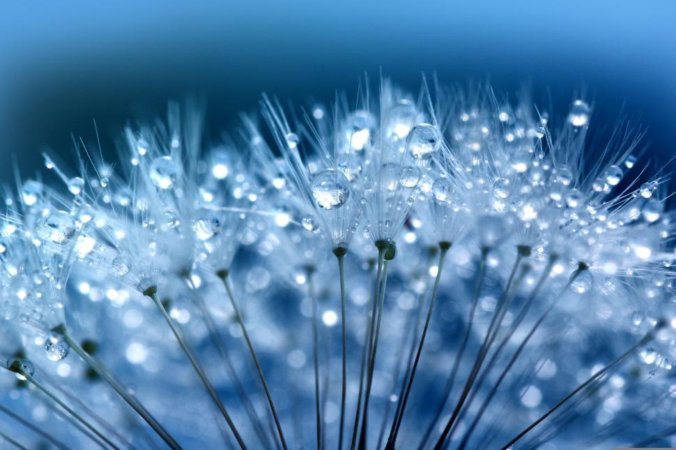 Free Image of Blue Water Droplets   